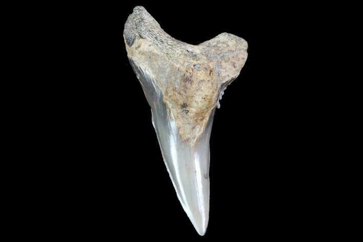 Lower Hemipristis Tooth - Georgia #74845